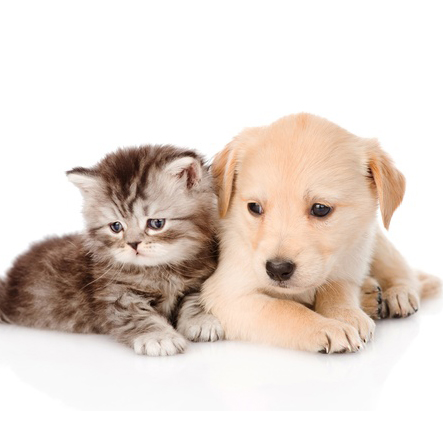 We Love Pets - Cat and Dog